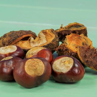 Extrato de semente de castanha-da-índia