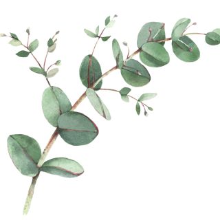 Óleo de folha de eucalipto